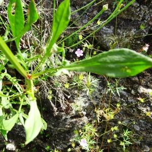Photographie n°2839653 du taxon Rumex acetosella L. [1753]