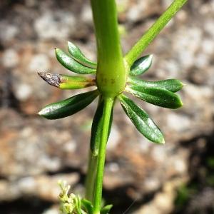 Photographie n°2839663 du taxon Galium album Mill. [1768]