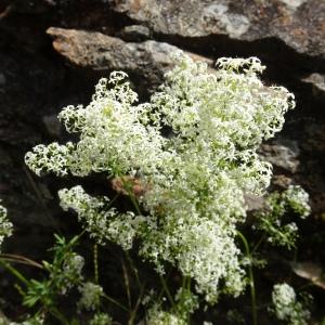 Photographie n°2839665 du taxon Galium album Mill. [1768]