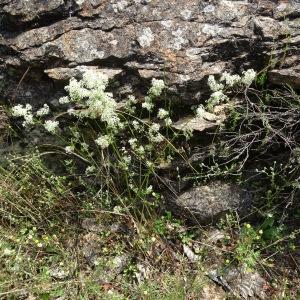 Photographie n°2839666 du taxon Galium album Mill. [1768]