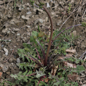  - Crepis vesicaria L.