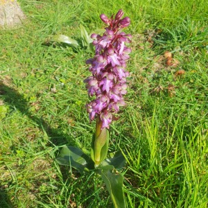 Photographie n°2840603 du taxon Himantoglossum robertianum (Loisel.) P.Delforge