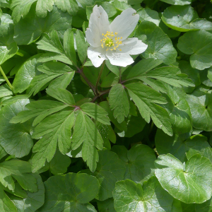 Photographie n°2840604 du taxon Anemone nemorosa L.