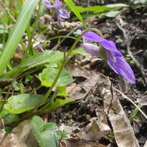 Photographie n°2840607 du taxon Viola riviniana Rchb.
