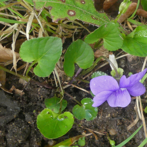 Photographie n°2840608 du taxon Viola riviniana Rchb.