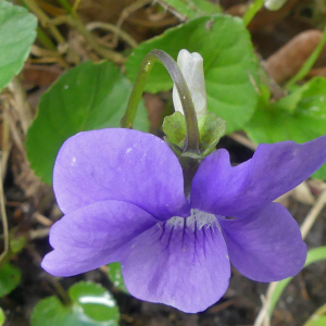 Photographie n°2840609 du taxon Viola riviniana Rchb.