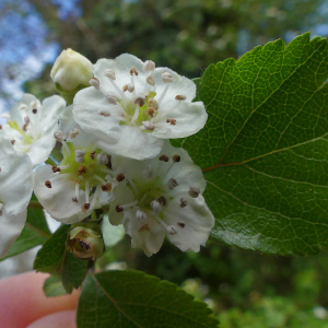 Photographie n°2840610 du taxon Crataegus laevigata (Poir.) DC.