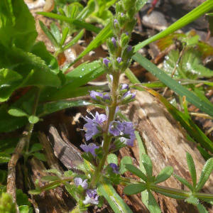 Photographie n°2840612 du taxon Veronica officinalis L.