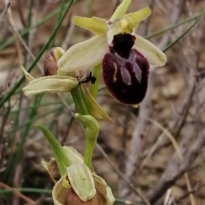 Photographie n°2840623 du taxon Ophrys virescens Philippe [1859]