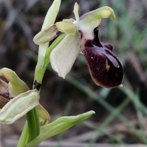 Photographie n°2840624 du taxon Ophrys virescens Philippe [1859]