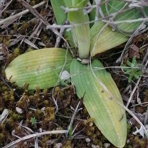 Photographie n°2840625 du taxon Ophrys virescens Philippe [1859]