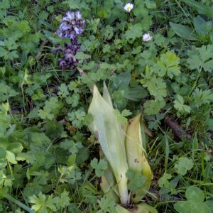 Photographie n°2840627 du taxon Himantoglossum robertianum (Loisel.) P.Delforge