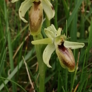 Photographie n°2840629 du taxon Ophrys virescens Philippe [1859]