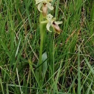 Photographie n°2840630 du taxon Ophrys virescens Philippe [1859]