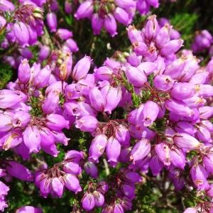 Photographie n°2840653 du taxon Erica cinerea L. [1753]