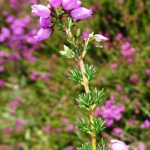 Photographie n°2840654 du taxon Erica cinerea L. [1753]