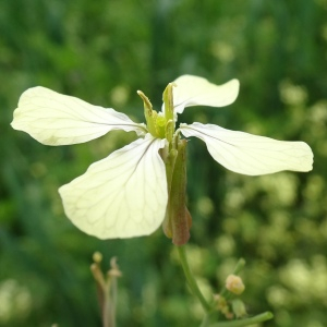 Photographie n°2840691 du taxon Raphanus raphanistrum L. [1753]