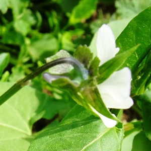 Photographie n°2840696 du taxon Viola arvensis Murray [1770]