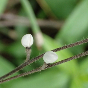 Photographie n°2841106 du taxon Buglossoides purpurocaerulea (L.) I.M.Johnst.