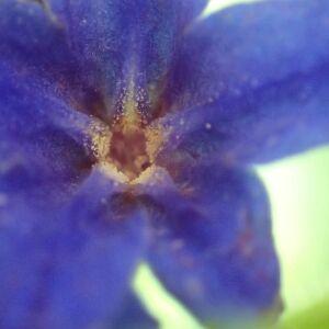 Photographie n°2841107 du taxon Buglossoides purpurocaerulea (L.) I.M.Johnst.