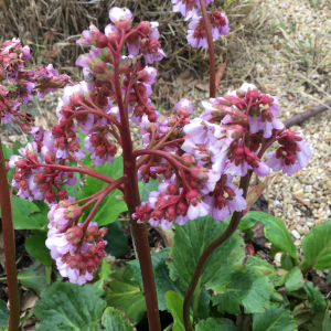 Photographie n°2841500 du taxon Bergenia crassifolia (L.) Fritsch [1889]