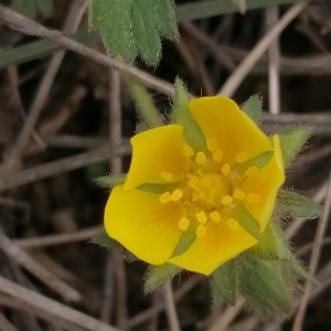 Photographie n°2841511 du taxon Potentilla verna L. [1753]