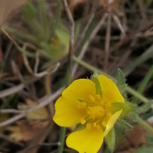 Photographie n°2841514 du taxon Potentilla verna L. [1753]