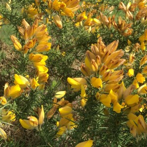 Photographie n°2841526 du taxon Ulex europaeus L. [1753]