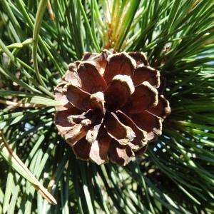 Photographie n°2841533 du taxon Pinus mugo subsp. uncinata (Ramond ex DC.) Domin [1936]