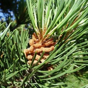 Photographie n°2841535 du taxon Pinus mugo subsp. uncinata (Ramond ex DC.) Domin [1936]