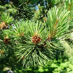 Photographie n°2841536 du taxon Pinus mugo subsp. uncinata (Ramond ex DC.) Domin [1936]