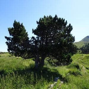 Photographie n°2841537 du taxon Pinus mugo subsp. uncinata (Ramond ex DC.) Domin [1936]