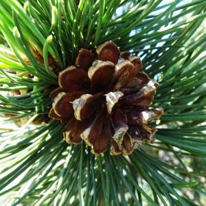 Photographie n°2841538 du taxon Pinus mugo subsp. uncinata (Ramond ex DC.) Domin [1936]