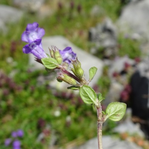 Photographie n°2841563 du taxon Clinopodium alpinum subsp. pyrenaeum (Braun-Blanq.) Govaerts [1999]