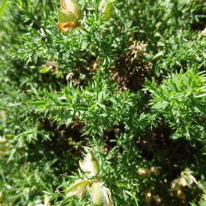 Photographie n°2841583 du taxon Genista hispanica L. [1753]