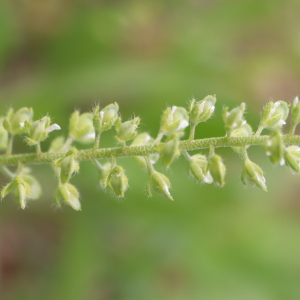 Photographie n°2842358 du taxon Alyssum alyssoides (L.) L. [1759]