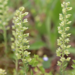 Photographie n°2842359 du taxon Alyssum alyssoides (L.) L. [1759]