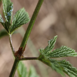 Photographie n°2842364 du taxon Humulus lupulus L. [1753]