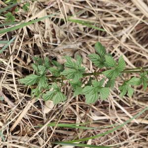 Photographie n°2842365 du taxon Humulus lupulus L. [1753]