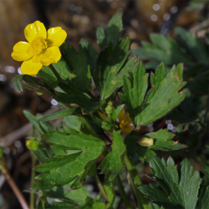 Photographie n°2843017 du taxon Ranunculus repens L.