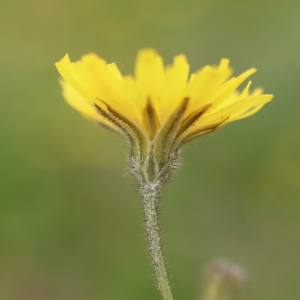 Photographie n°2843022 du taxon Crepis sancta (L.) Bornm. [1913]