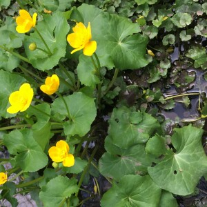 Photographie n°2843028 du taxon Caltha palustris L. [1753]