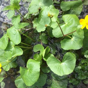 Photographie n°2843029 du taxon Caltha palustris L. [1753]