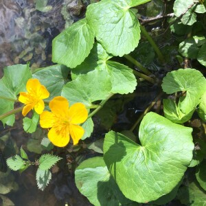 Photographie n°2843030 du taxon Caltha palustris L. [1753]