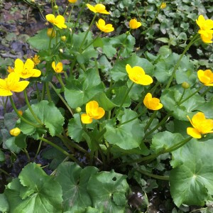 Photographie n°2843031 du taxon Caltha palustris L. [1753]