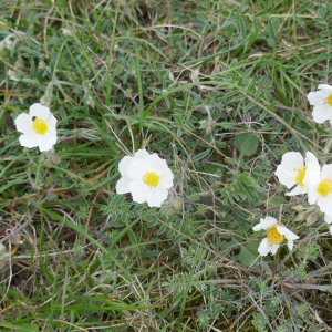 Photographie n°2843038 du taxon Helianthemum apenninum (L.) Mill. [1768]