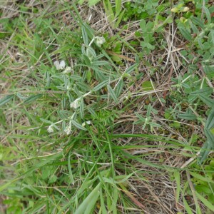 Photographie n°2843041 du taxon Helianthemum apenninum (L.) Mill. [1768]