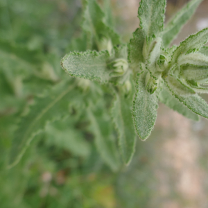 Photographie n°2843669 du taxon Verbascum sinuatum L. [1753]