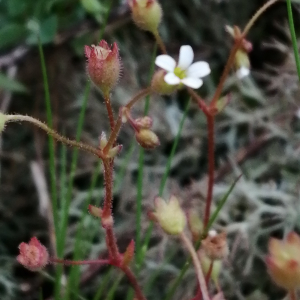 Photographie n°2843743 du taxon Saxifraga tridactylites L. [1753]