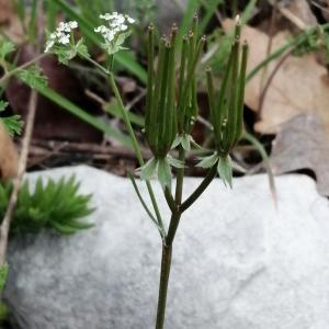  - Scandix pecten-veneris subsp. pecten-veneris